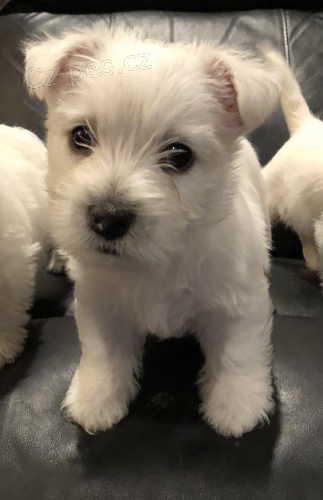 Zdrav a okovan tata West Highland White Terriers k adopci.