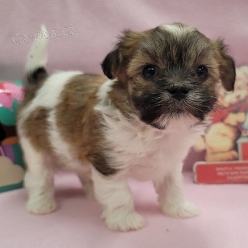 Prodm krsn mini ttka Havanese.