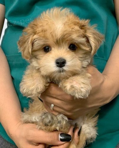 tata Maltipoo pejsek a fenka k adopci. Vechna tata jsou okovan a oderven.