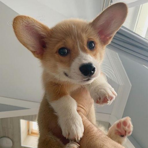 Welsh Corgi Pembroke.