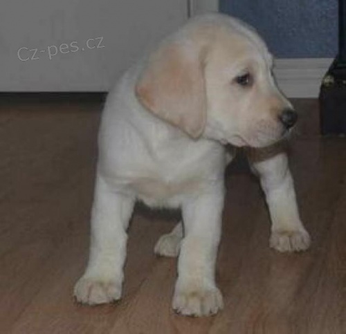 Labrador tata k dispozici.