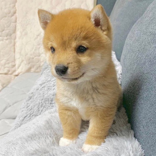 Prodm roztomil ttka shiba inu