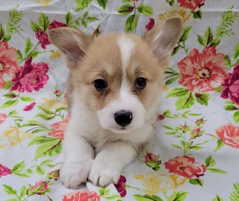 tata Welsh Corgi Pembroke k dispozici