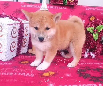 tata Shiba Inu k dispozici