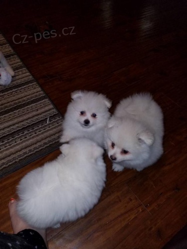 Lindos cachorros de Pomerania.