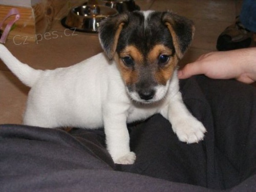 zdrav tata jack russella k adopci.