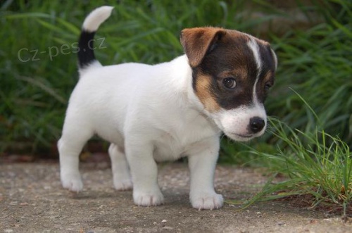 tata jack russella k adopci.