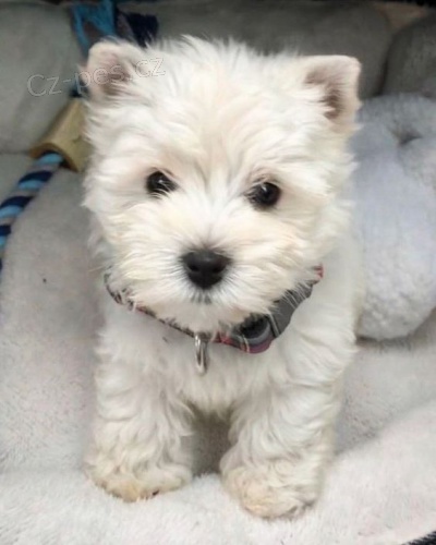 tata West Highland White Terriers k adopci