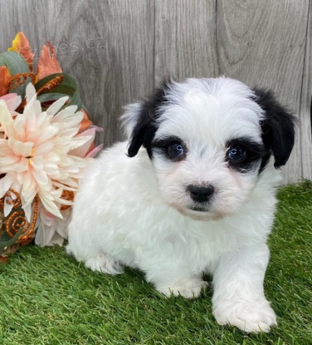 havanese tata k adopci