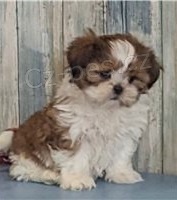 Krsn shih Tzu ttka.