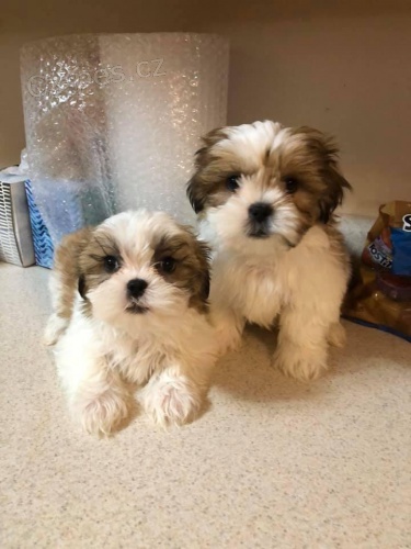 Hrav Shih Tzu tata.