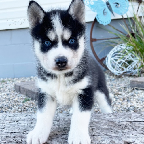 Rozkon sibisk husky s krsnma modrma oima k adopci.