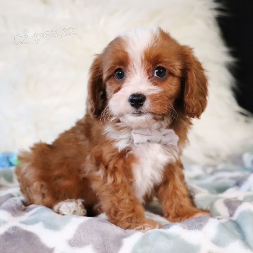 Zdrav a krsn ttka pejska a fenky Cavapoo k adopci.