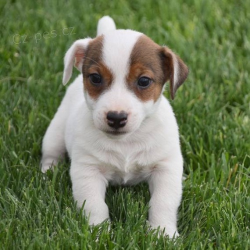 Prodm tata jack russell terira. Vechna tata jsou okovan a zdrav.