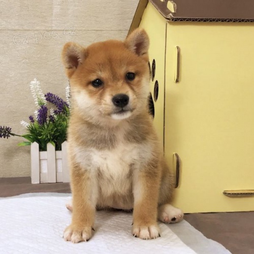 tata shiba inu k adopci