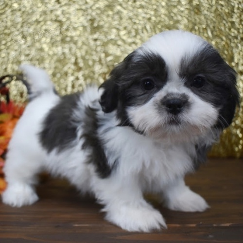 tata SHIH TZU k adopci