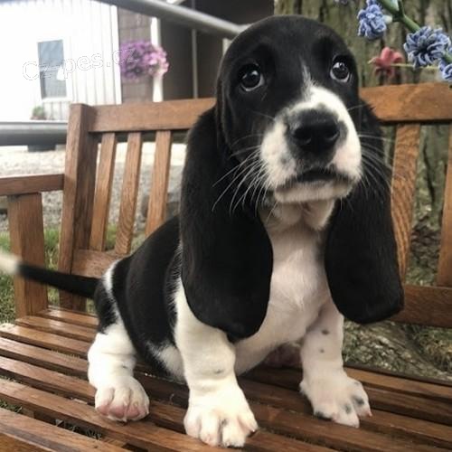 Basset Hound tata pipravena.