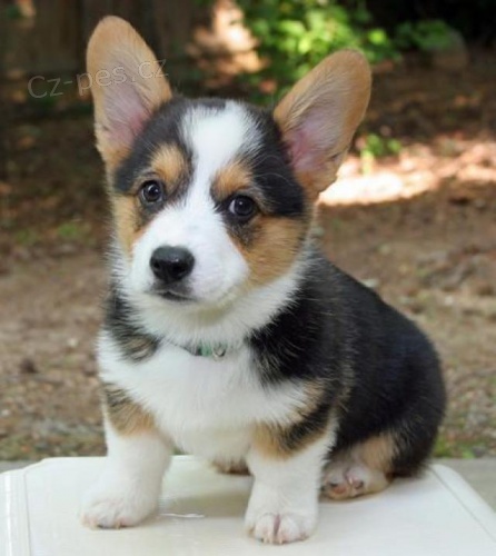 Corgi Pembroke tata pipravena.