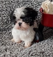 ttka a fenky Shih Tzu.