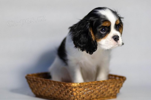 Cavalier King Charles panl tata pipravena.