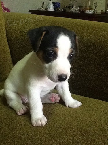 zdrav tata jack russella k adopci