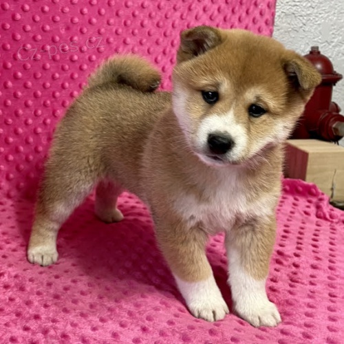 Rozkon ttka shiba inu k adopci.