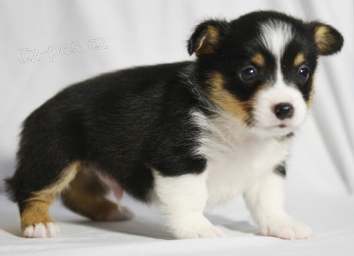 Prodm krsn tata Pembroke Welsh Corgi.