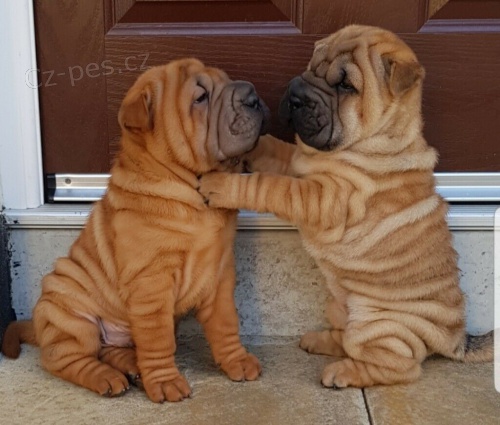 Rozkon a krsn ttka Shar-Pei k adopci.