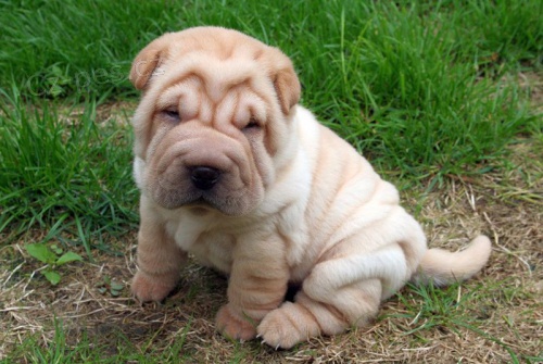 tata Shar-Pei k adopci. 