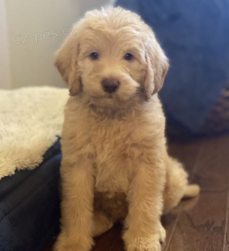 Labradoodle  Labradore  / pudl mix) panl tata, kte hledaj navdy domovy.