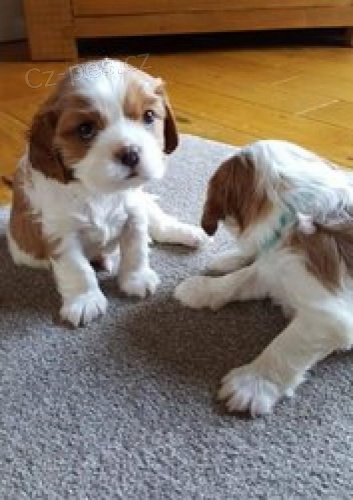 Cavalier King Charles tata pipravena.