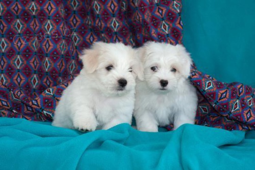 coton de tulear stane chlapec a dvka