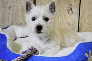 tata West Highland Terrier pipravena.