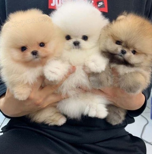 tata pomeranian k adopci