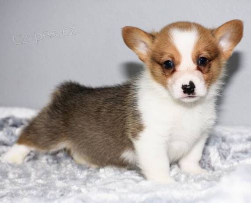 tata Pembroke Welsh Corgi