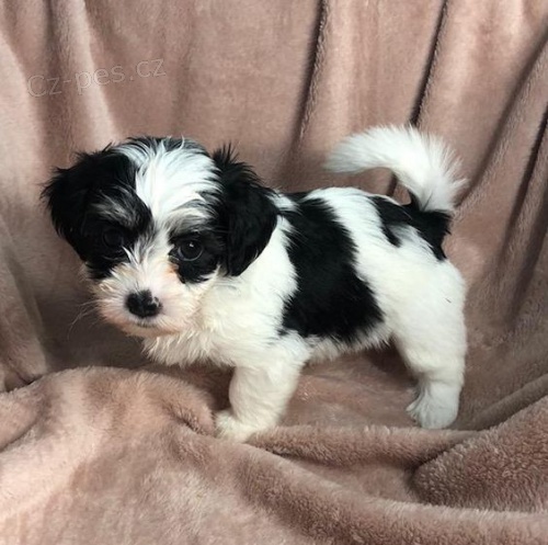 rozkon a zdrav ttka havanese k adopci