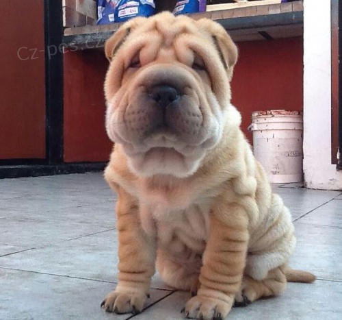 Zdrav a krsn ttka Shar-Pei k adopci.