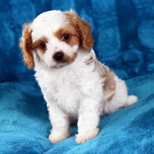 Cavapoo tata k adopci