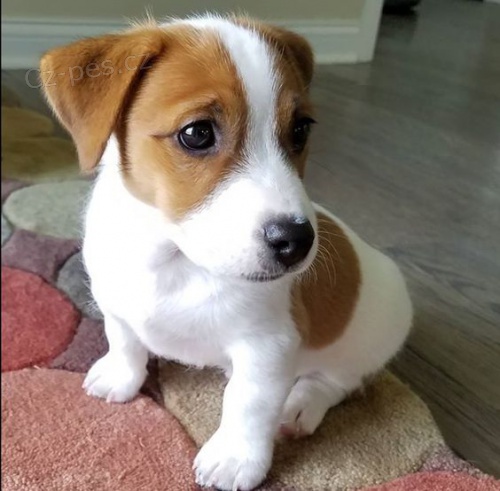 asn a zdrav ttka jack russella k adopci