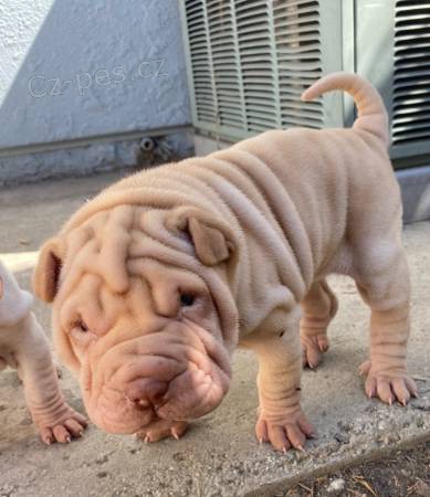 Shar Pei tata.