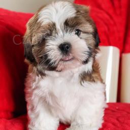 Shih Tzu tata..