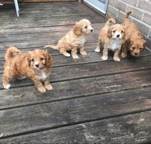 Angelic Cavapoo tata.