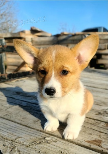 Vynikajc tata Welsh Pembroke Corgi