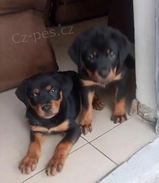 Rottweiler tata k dispozici.