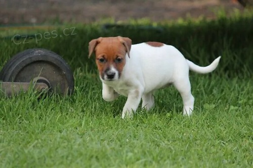 tata Jack Russel terira.