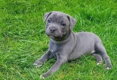 Staffordshire Bullterrier tata pipravena.