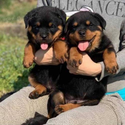 Kvalitn tata rottweiler.