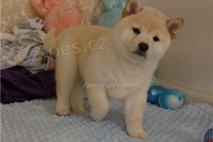 Rodokmen tat Shiba Inu.