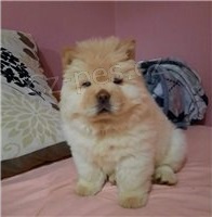 Roztomil Chow chow tata.