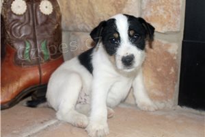 Krsn tata Jack Russell terira.